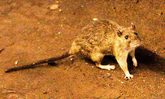 What to know about hantavirus, the illness suspected in a cruise...