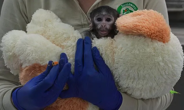 Meet Yuji, the Mexican baby monkey finding comfort in a plush...