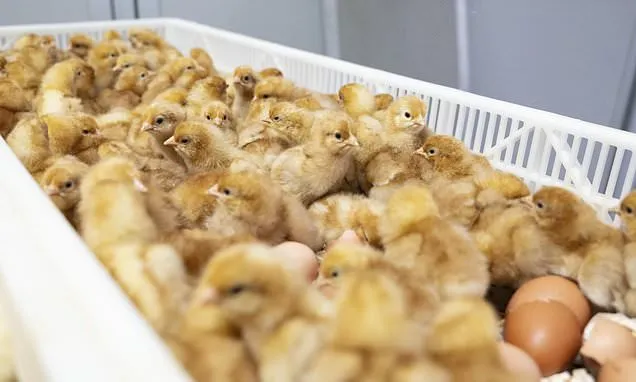 The US egg industry kills 350 million chicks a year. New technology...