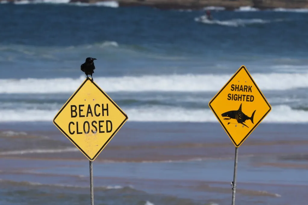 Three shark attacks hit Australia within 24 hours