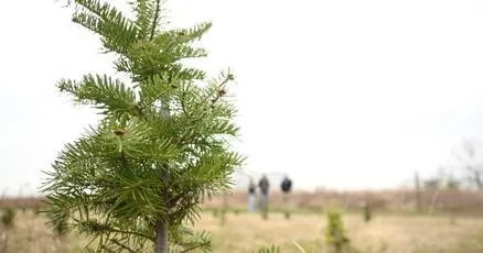 From new growers to old pros, Central Illinois Christmas tree vendors dig into holiday season