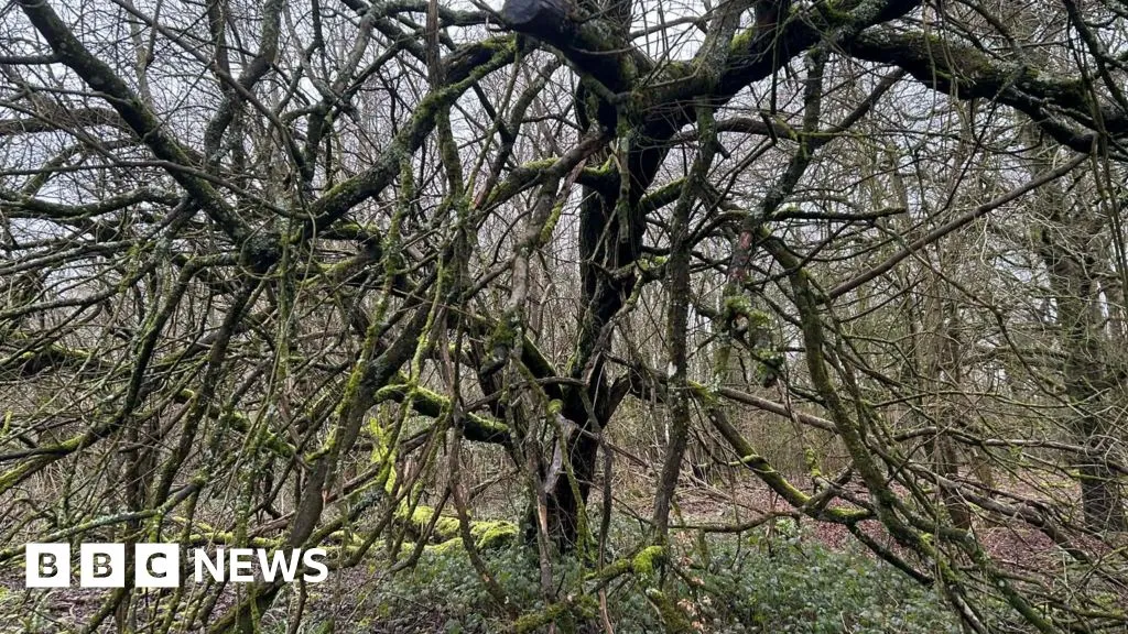'Banshee' screams and chilling handprints in one of UK's 'most haunted woods'