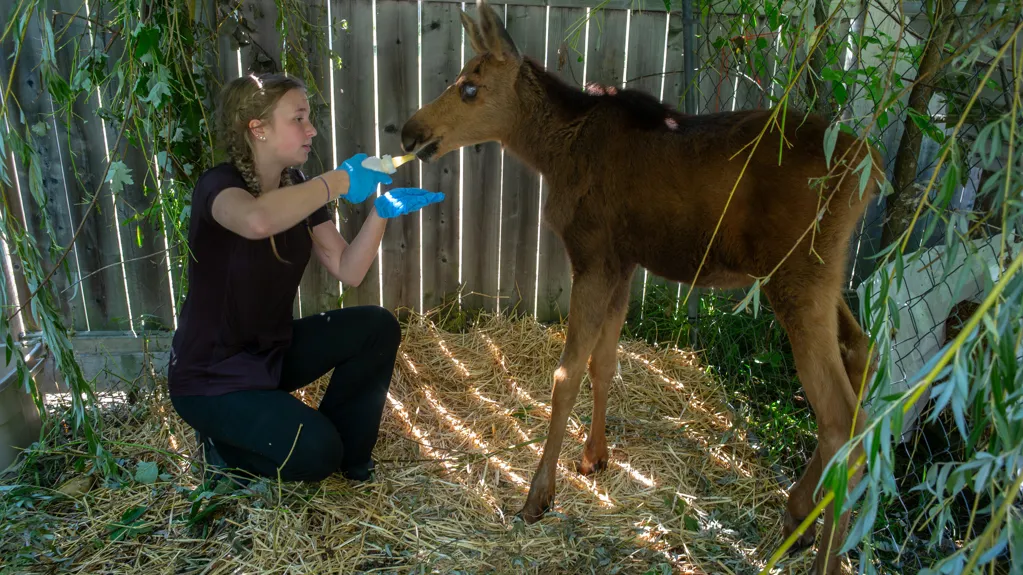 A Rescue Center for Small Wild Animals Looks to Place a Blind Moose Calf