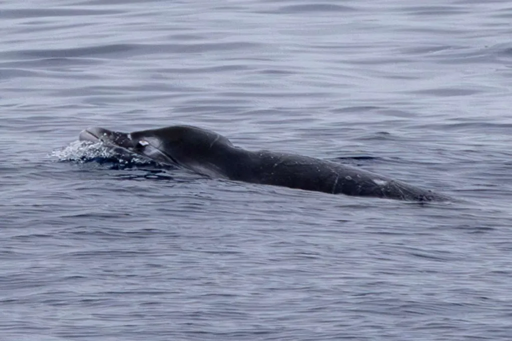 Scientists Capture First Photos of Living Ginkgo-Toothed Beaked Whales, Study Confirms the Historic Moment