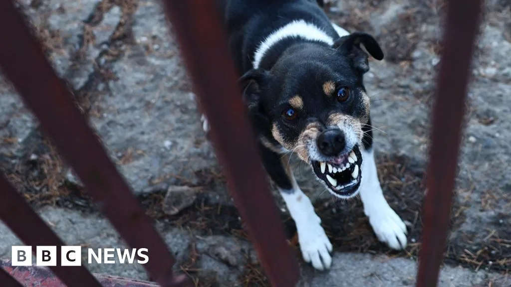 Is better training the answer to dog attacks?