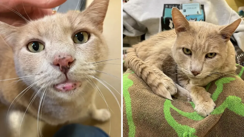 Cat abandoned in carrier ends up in shelter -- a volunteer changed everything