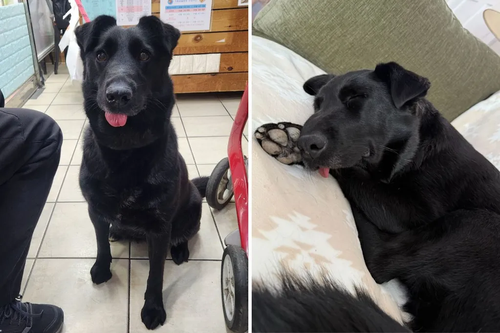Tears as dog in shelter 1 year still tries 