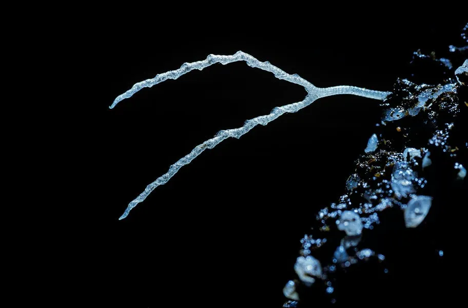 Meet The Carnivorous Plant That Hunts Without Moving. Hint: Its Traps Are Buried Underground