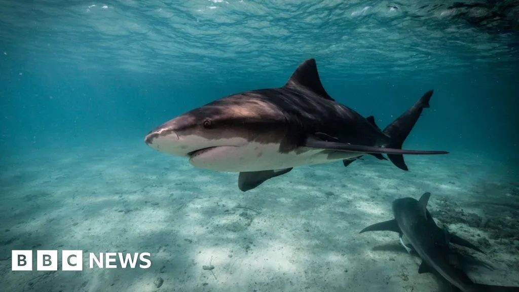 How Sydney's beaches became a 'perfect storm' for sharks