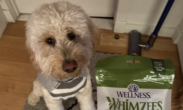 9 unexpected dog finds your pup will love this spring