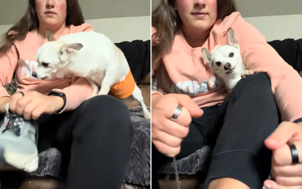 Senior rescue dog has heartbreaking reaction every time woman puts shoes on