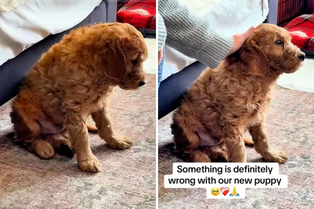 Owners get goldendoodle puppy -- quickly realize something is very wrong