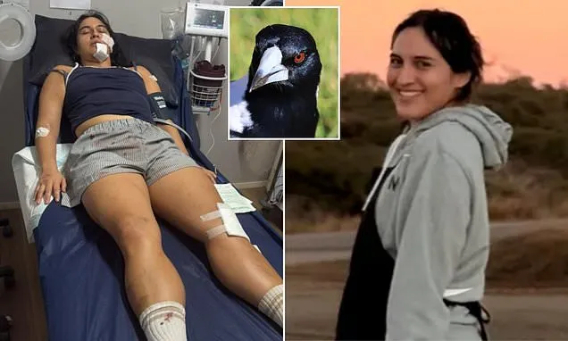Woman attacked by magpie dealt blow by insurance company