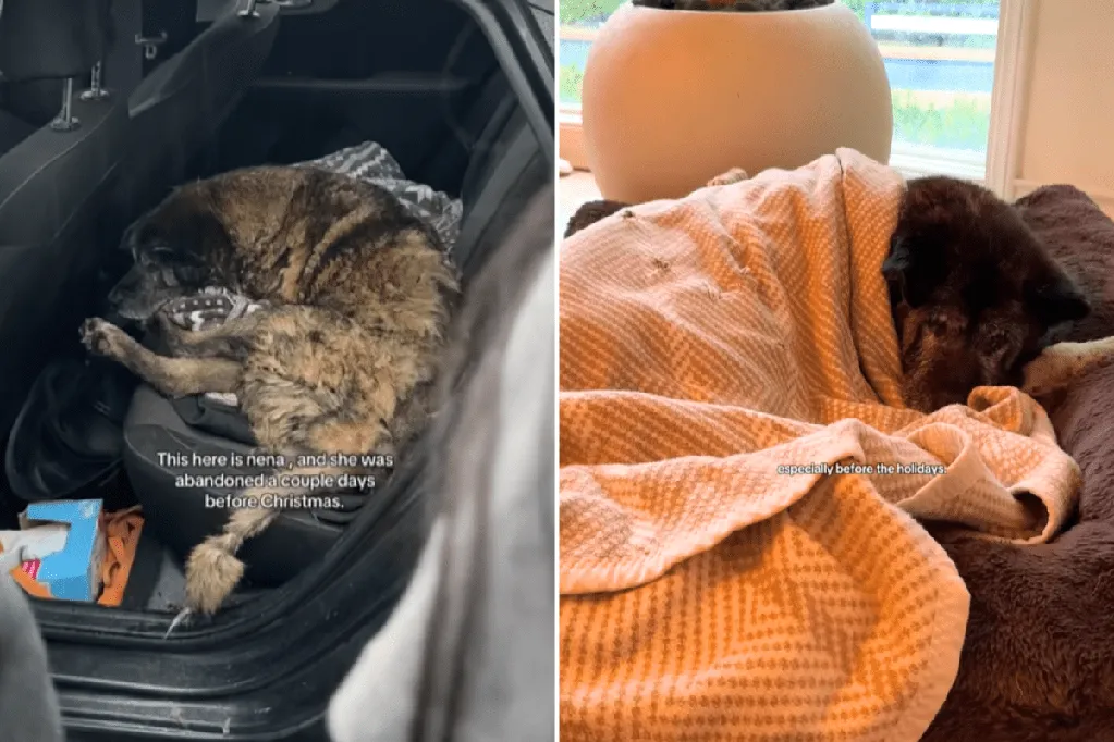 Tears as 14-year-old Akita surrendered by family just days before Christmas