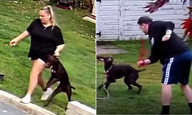 Petsitters caught on camera kicking and dragging family dog