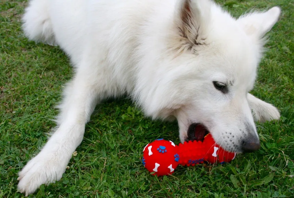 Plastic Dog Toys May Be Harming Pets -- and Their Owners Experts explain how plastic playthings put dogs (and humans) at risk