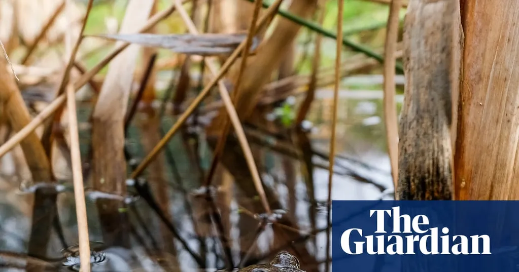 Paving is crazy: we should let our gardens grow as nature intended | Letters