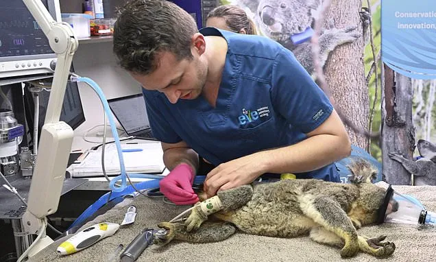 Australia approves world-first vaccine to save koalas from chlamydia