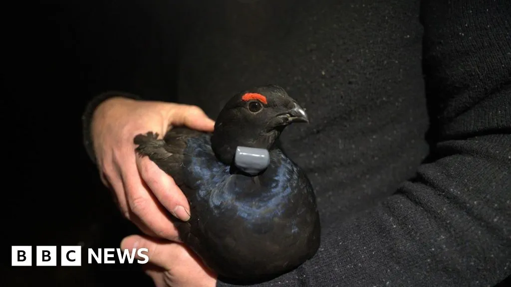 Black grouse breed on North York Moors for first time since 1840s