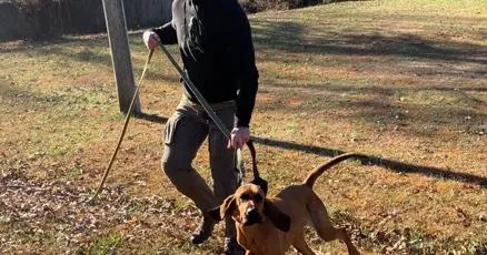 Pointing the way: Bloodhounds from across state converge on Rock Hill for training