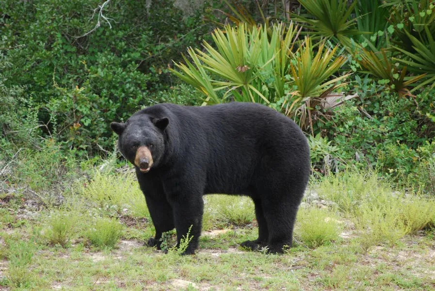 Florida's Proposed Bear Hunt Pits Science Versus Emotion