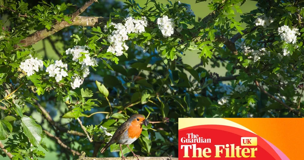 Ditch power tools, build a hedgehog highway: how to create a nature-friendly garden