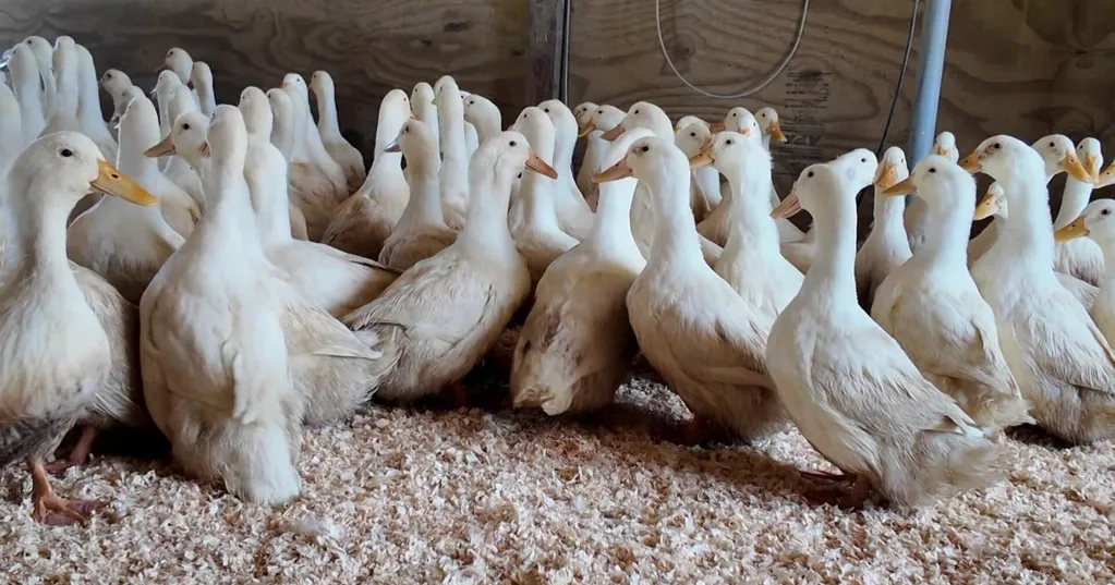 Bird flu reported in Anne Arundel County for third time this year