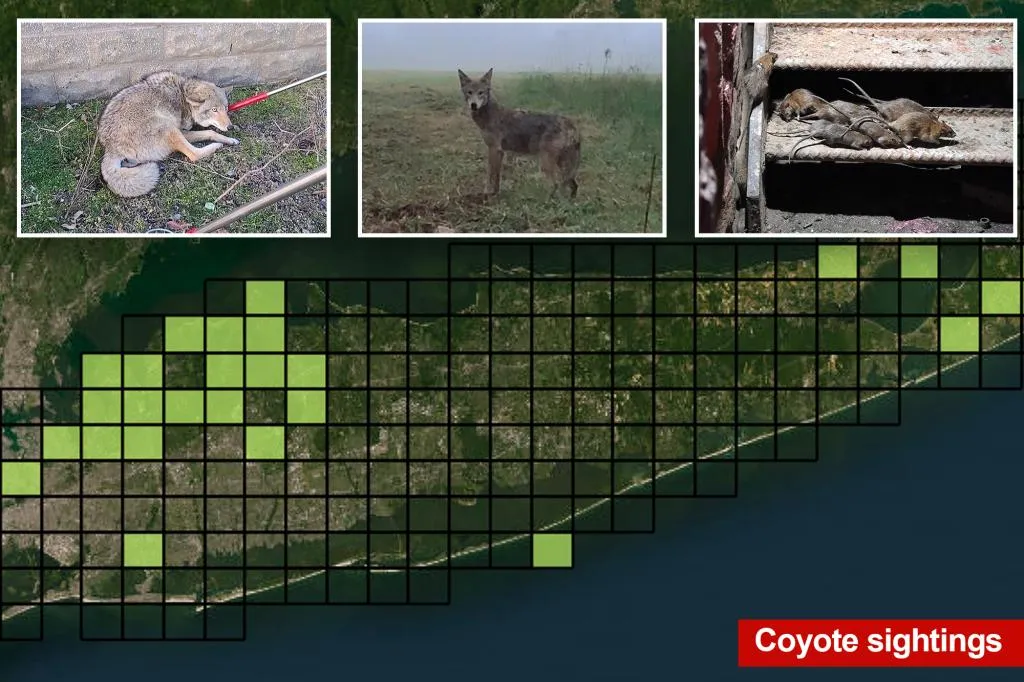 Coyotes are invading Long Island -- partly thanks to this surprising...