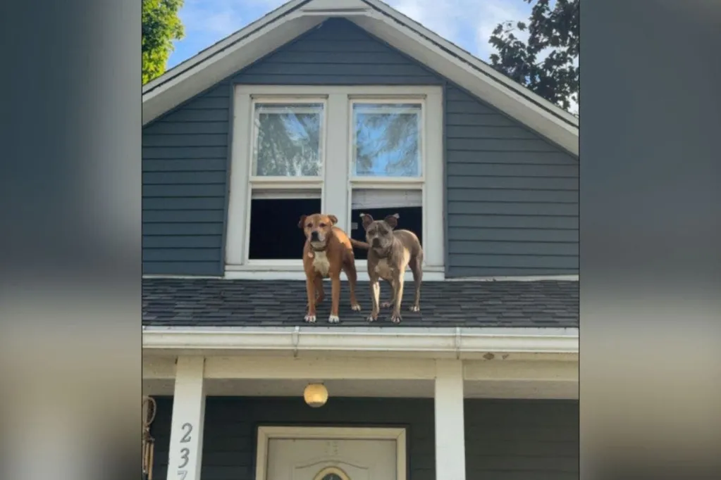 Woman arrives home, can't believe who she finds waiting on her roof
