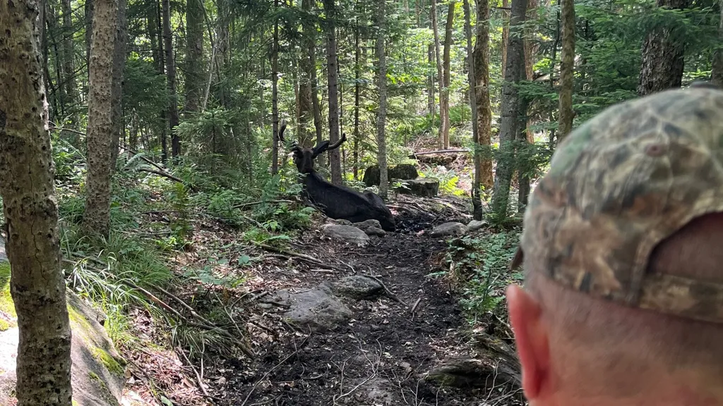 Lingering Moose Shuts Down Popular Adirondack Trail for a Month