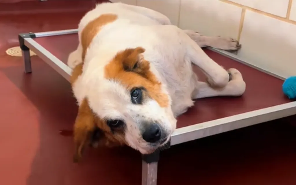 Tears for senior dog abandoned, tied to a tree after 