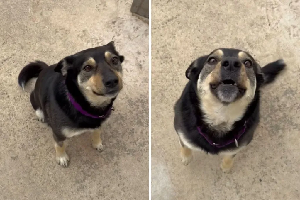 Dog gets treated at shelter -- owner's response when called is heartbreaking