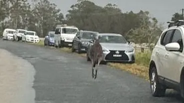 Kangaroo tries to drown man after they 'threw punches at each other'