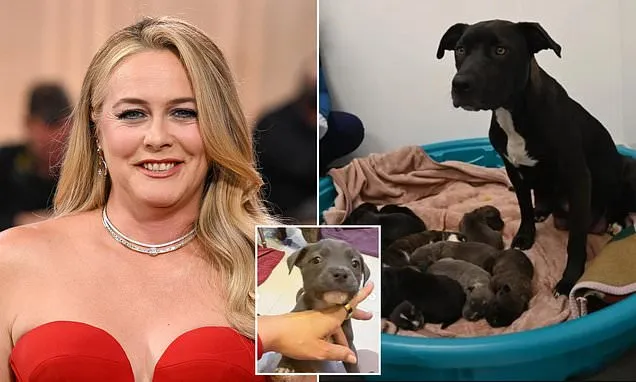 Alicia Silverstone saves life of pregnant dog and her 12 puppies