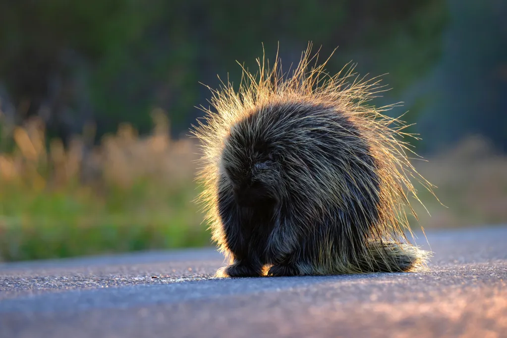 Dog picks fight with porcupine, photo shows clear winner