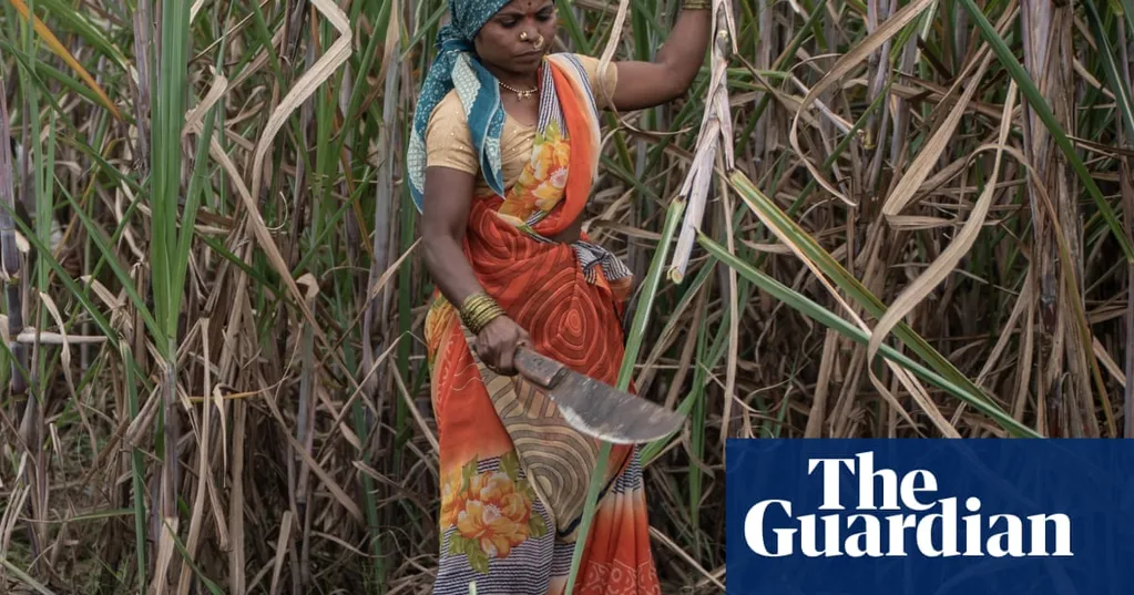 Outrage as sugar cane workers in India still being 'pushed' into having hysterectomies