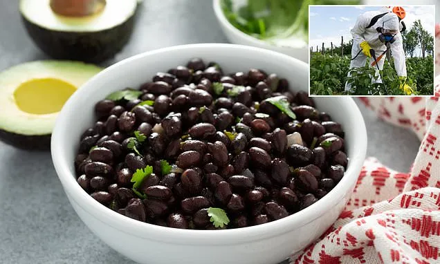 Recall for beans over fears of contamination with toxic chemicals