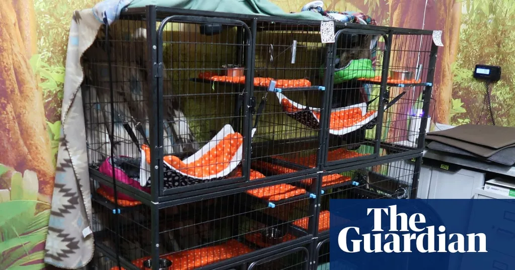 Florida officials investigate planned 'Sloth World' attraction after 31 sloths die in warehouse