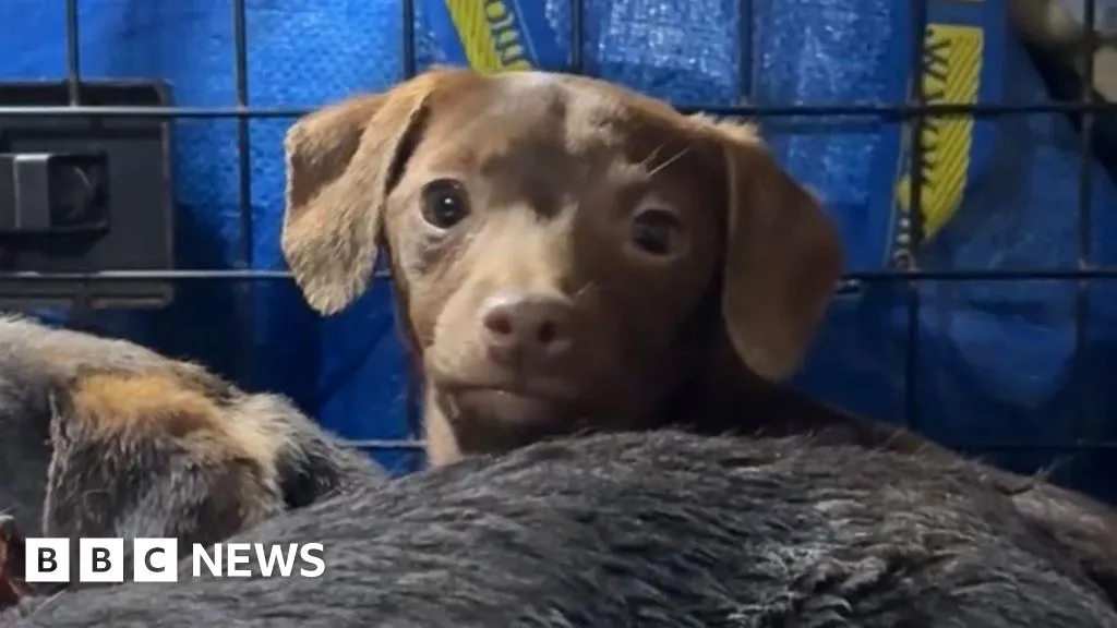 Rescuers save 13 young dogs dumped near Doddington