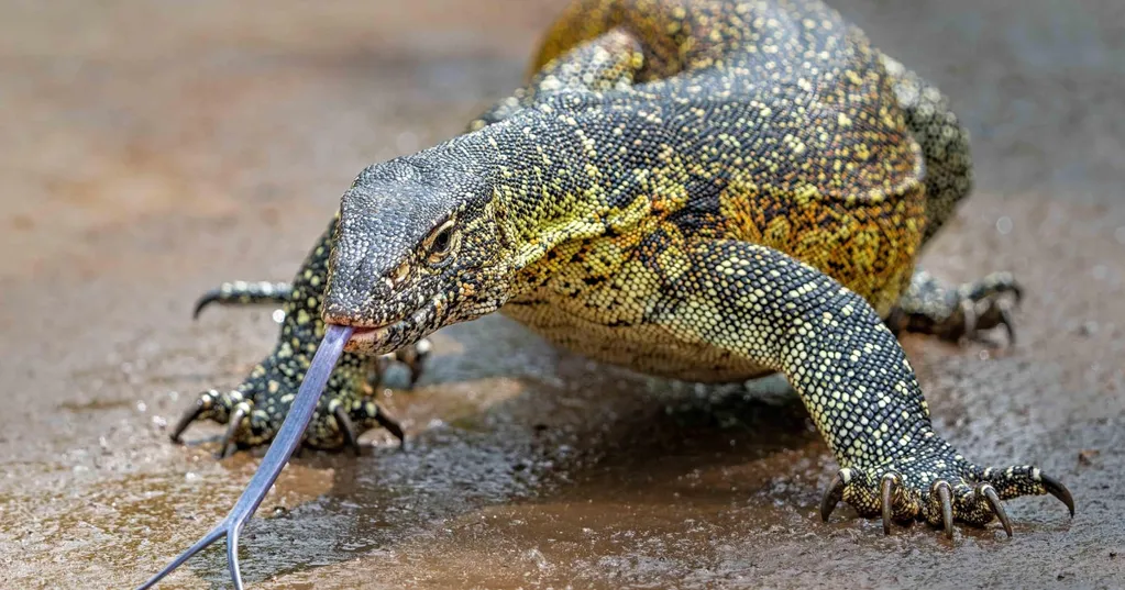 Razor-clawed carnivorous invasive reptiles spreading in South Florida pose bigger threat than iguanas, officials say