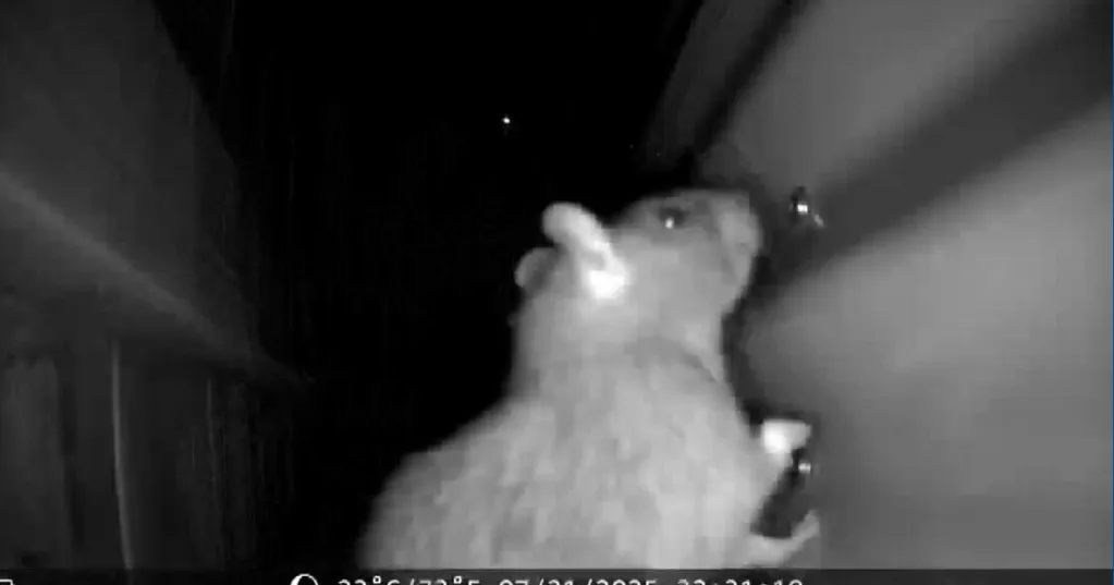 Chicago block overrun by rats. Neighbors want to know why city isn't doing more to help.