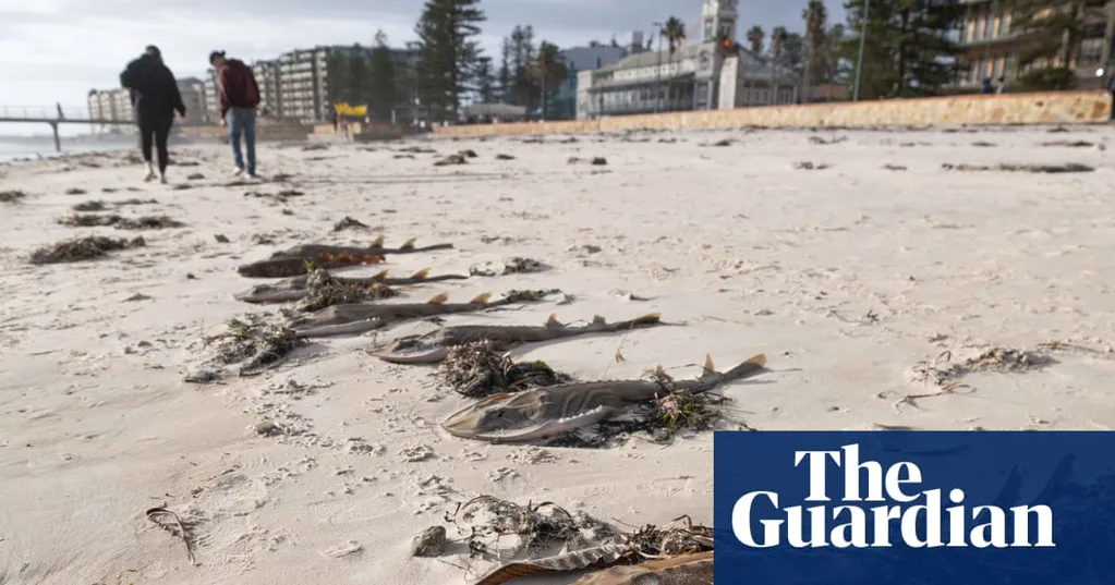 Effects of marine heatwave driving 'foreseeable' SA algal bloom could rival black summer fires, scientists warn