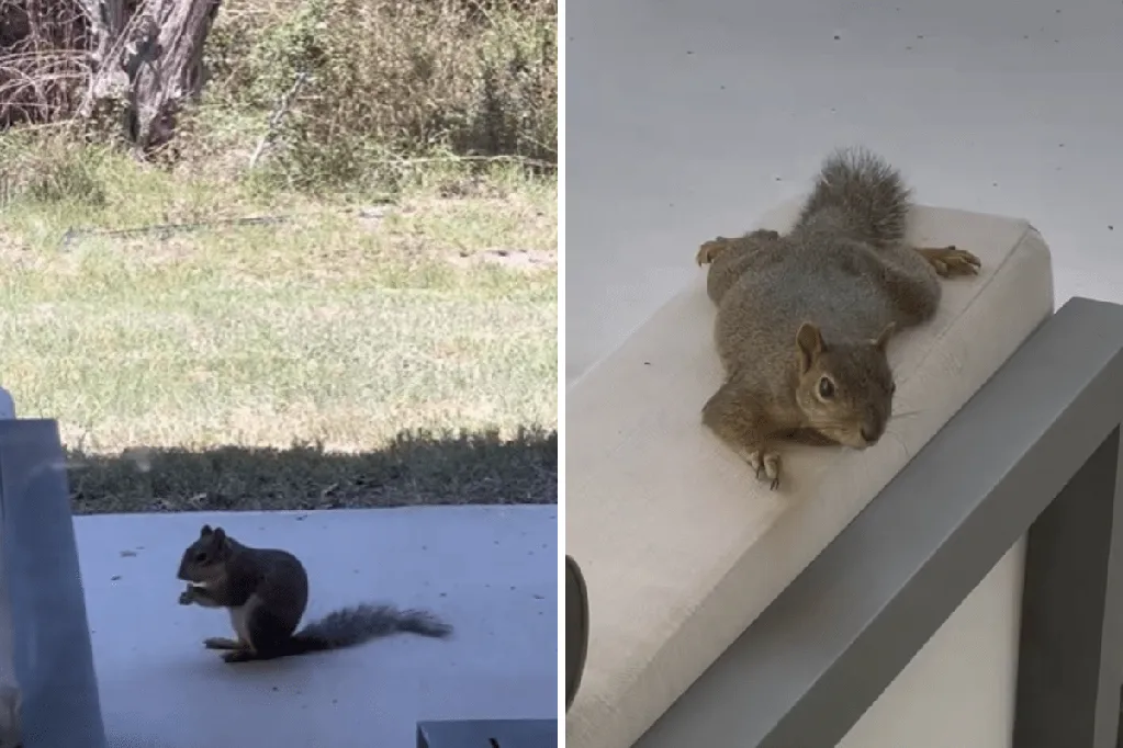 Woman feeds squirrel, hysterics at what follows