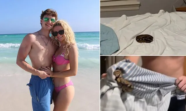 Airbnb horror as friends find PYTHON lurking beneath the sheets