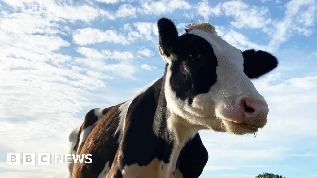 Sawley villagers oppose woodland plan for cattle field