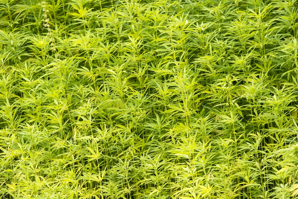 Cal Thomas: The marijuana campaign