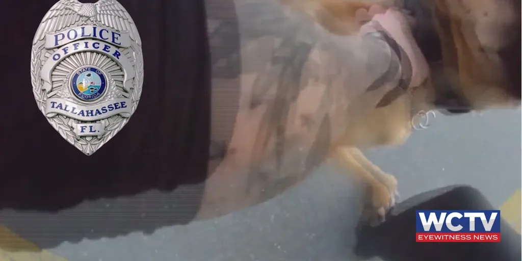 Lawsuit: Tallahassee police K9 bit fellow officer, not suspect, during chase