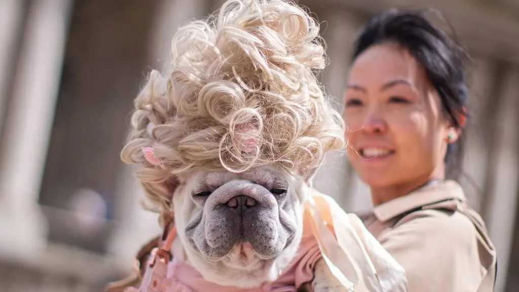 From Bridgerton lookalikes to dogs with new tricks: Pup show in pics