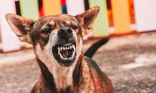 The hidden health conditions that could turn your dog into a KILLER