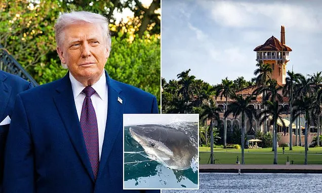 Great white shark spotted lurking in waters near Trump's Mar-a-Lago